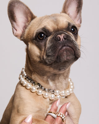 A HAND HOLDING UP A FRENCH BULLDOG WEARING NADRI’S CLEOPAWTRA COLLAR JEWELRY 