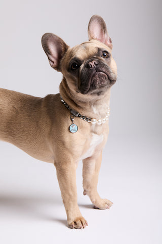 A FRENCH BULLDOG WEARING NADRI’S PEARL COLLAR AND THE CLEOPAWTRA BLING BEARER CHARM