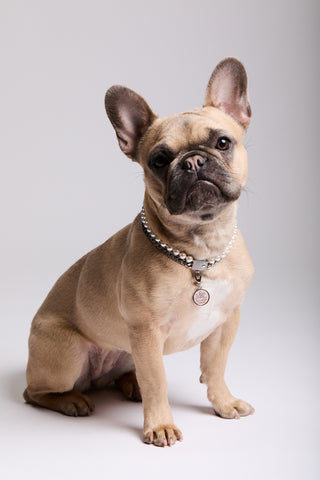 A FRENCH BULLDOG SITTING DOWN WITH ITS EARS UP, WEARING NADRI’S DOUBLE STRAND COLLAR NECKLACE AND THE CLEOPAWTRA FLOWER GRRRL CHARM