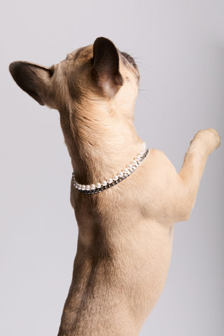 REAR VIEW OF A FRENCH BULLDOG MID-JUMP, WEARING NADRI’S CLEOPAWTRA DOUBLE STRAND MEDIUM COLLAR NECKLACE.