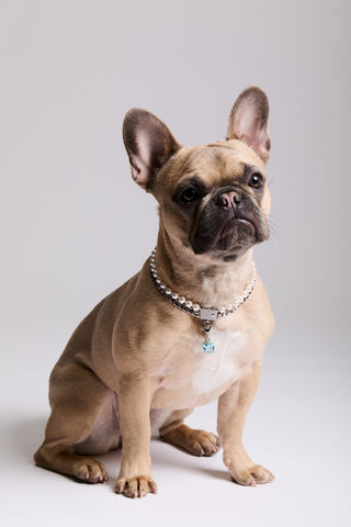 A FRENCH BULLDOG SITTING DOWN, WEARING NADRI’S DOUBLE STRAND COLLAR NECKLACE AND THE CLEOPAWTRA BLUE STONE CHARM