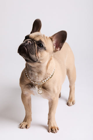 A FRENCH BULL DOG STANDING AND LOOKING OFF TO THE SIDE, WEARING NADRI’S DOUBLE STRAND COLLAR NECKLACE AND THE CLEOPAWTRA PEARL FLOWER CHARM