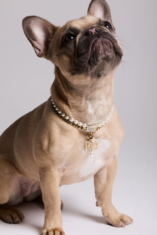 A FRENCH BULLDOG SITTING DOWN AND LOOKING UP, WEARING NADRI’S DOUBLE STRAND COLLAR NECKLACE AND THE CLEOPAWTRA BOW DROP CHARM