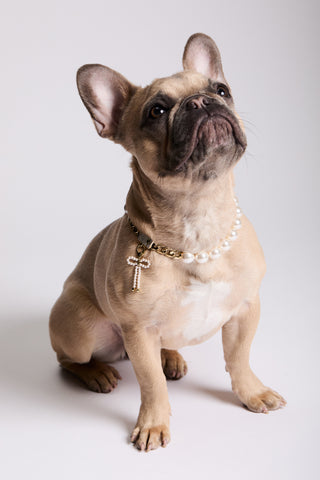 A FRENCH BULLDOG SITTING DOWN AND LOOKING UP,  WEARING NADRI’S PEARL COLLAR AND THE CLEOPAWTRA PEARL BOW CHARM