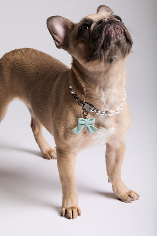 A FRENCH BULLDOG STANDING AND LOOKING UP, WEARING NADRI’S PEARL COLLAR AND THE CLEOPAWTRA BLUE BOW CHARM