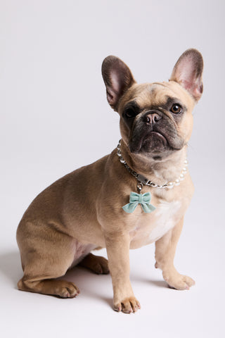 FRENCH BULLDOG SITTING DOWN WEARING NADRI’S PEARL COLLAR WITH THE CLEOPAWTRA BLUE BOW CHARM