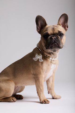 A FRENCH BULLDOG SITTING AND LOOKING AT THE CAMERA, WEARING NADRI’S PEARL COLLAR AND THE CLEOPAWTRA WHITE BOW CHARM