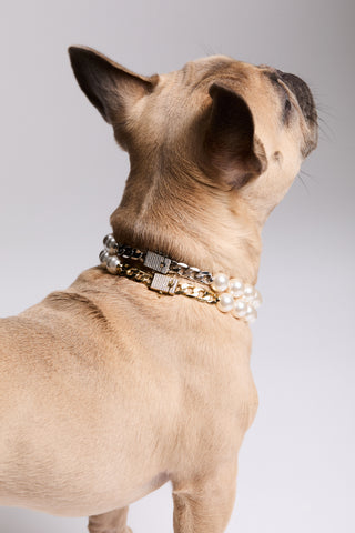 THE BACK OF A FRENCH BULLDOG, AS THE DOG LOOKS UP AND WEARS NADRI’S CLEOPAWTRA PEARL SMALL COLLARS