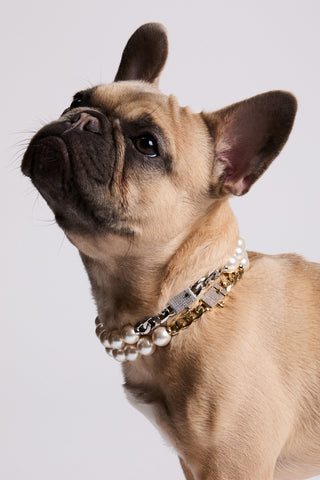 CLOSE UP OF A FRENCH BULLDOG LOOKING UP, WEARING NADRI’S CLEOPAWTRA PEARL SMALL COLLARS