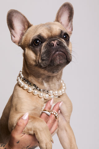 A HAND HOLDING UP A FRENCH BULLDOG, AS THE DOG WEARS NADRI’S PEARL SMALL COLLARS